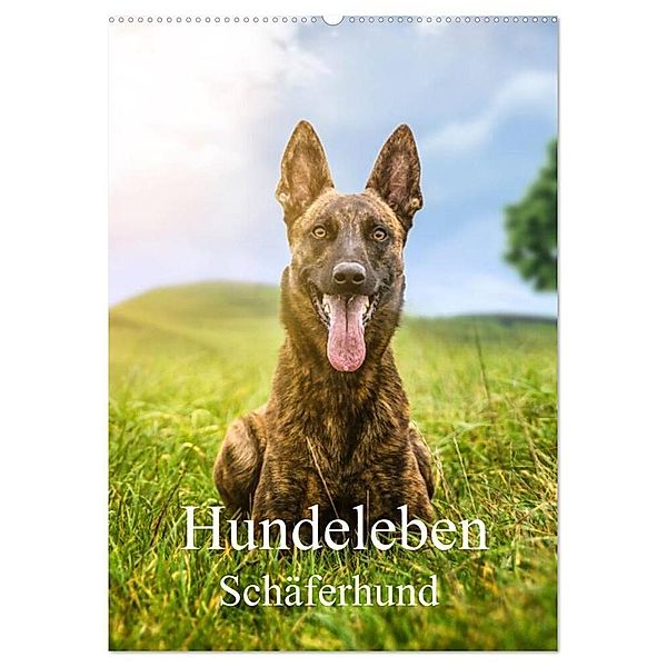 Hundeleben Schäferhund (Wandkalender 2024 DIN A2 hoch), CALVENDO Monatskalender, Schuberts-Fotografie