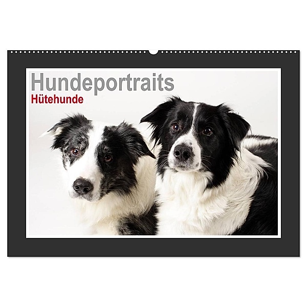 Hundeportraits - Hütehunde (Wandkalender 2024 DIN A2 quer), CALVENDO Monatskalender, Jasmin Hahn