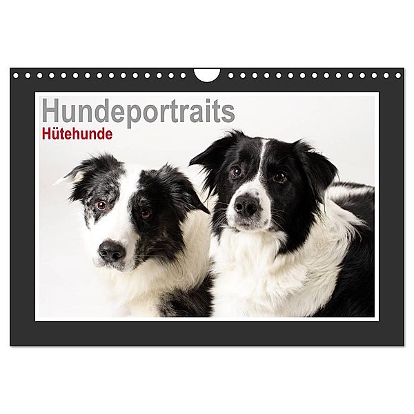 Hundeportraits - Hütehunde (Wandkalender 2024 DIN A4 quer), CALVENDO Monatskalender, Jasmin Hahn