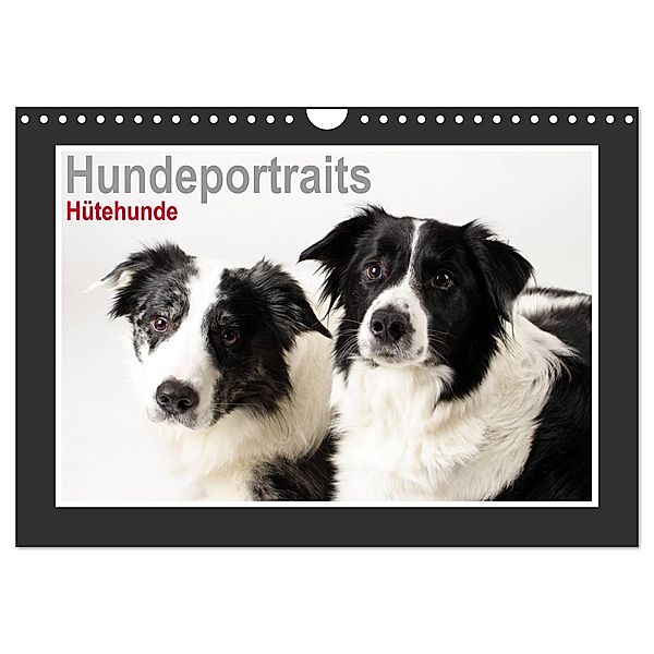 Hundeportraits - Hütehunde (Wandkalender 2025 DIN A4 quer), CALVENDO Monatskalender, Calvendo, Jasmin Hahn