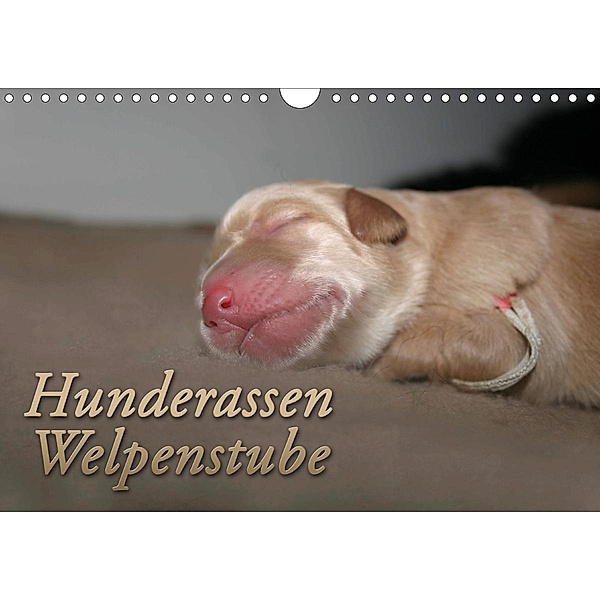Hunderassen - Welpenstube (Wandkalender 2020 DIN A4 quer), Barbara Mielewczyk