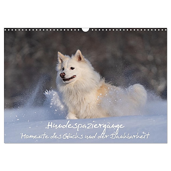 Hundespaziergänge - Momente des Glücks und der Dankbarkeit (Wandkalender 2024 DIN A3 quer), CALVENDO Monatskalender, Monika Scheurer
