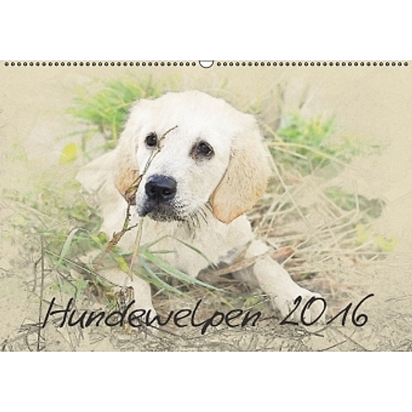 Hundewelpen 2016 (Wandkalender 2016 DIN A2 quer), Andrea Redecker