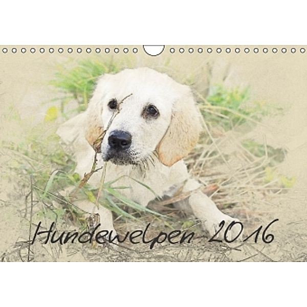 Hundewelpen 2016 (Wandkalender 2016 DIN A4 quer), Andrea Redecker