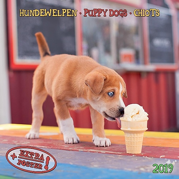 Hundewelpen / Puppy Dogs / Chiots 2019