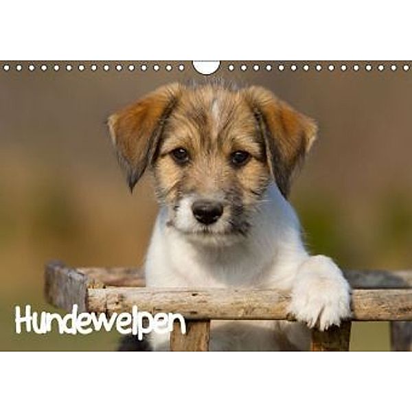 Hundewelpen (Wandkalender 2016 DIN A4 quer), Anna Auerbach