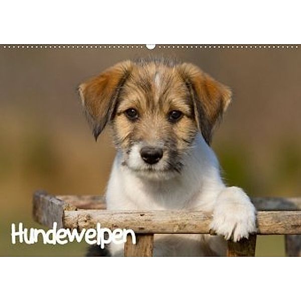 Hundewelpen (Wandkalender 2020 DIN A2 quer), Anna Auerbach