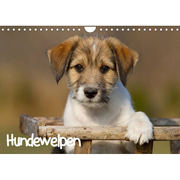 Hundewelpen (Wandkalender 2022 DIN A4 quer), Anna Auerbach