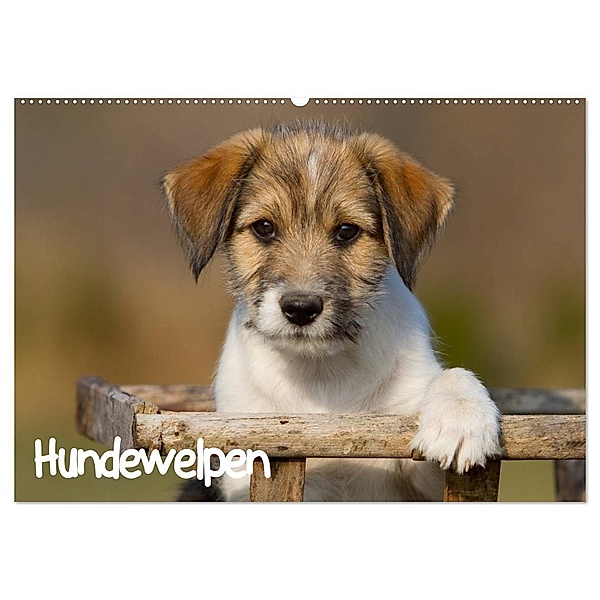 Hundewelpen (Wandkalender 2024 DIN A2 quer), CALVENDO Monatskalender, Anna Auerbach