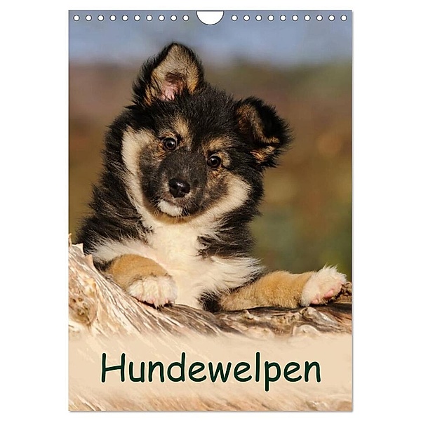 Hundewelpen (Wandkalender 2024 DIN A4 hoch), CALVENDO Monatskalender, Katho Menden