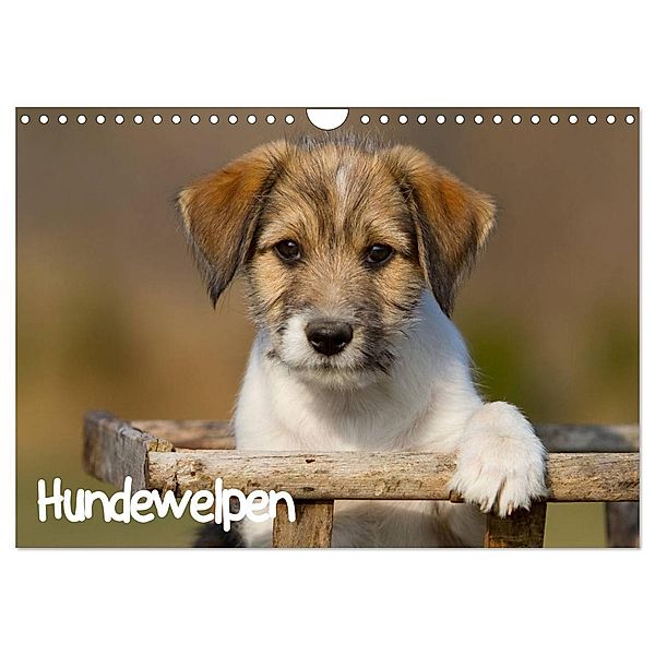 Hundewelpen (Wandkalender 2024 DIN A4 quer), CALVENDO Monatskalender, Anna Auerbach