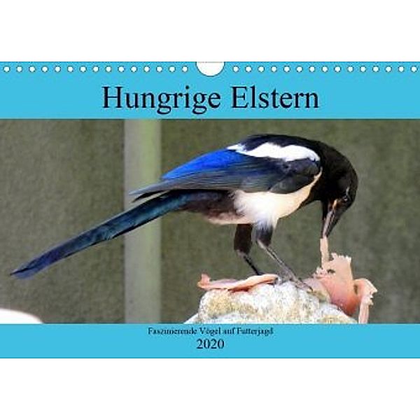 Hungrige Elstern - Faszinierende Vögel auf Futterjagd (Wandkalender 2020 DIN A4 quer), Henning von Löwis of Menar