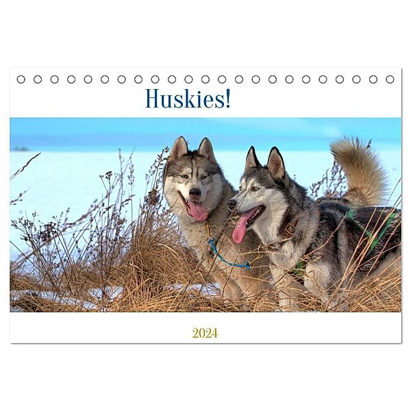 Huskies! (Tischkalender 2024 DIN A5 quer), CALVENDO Monatskalender, Calvendo, Jens Kalanke