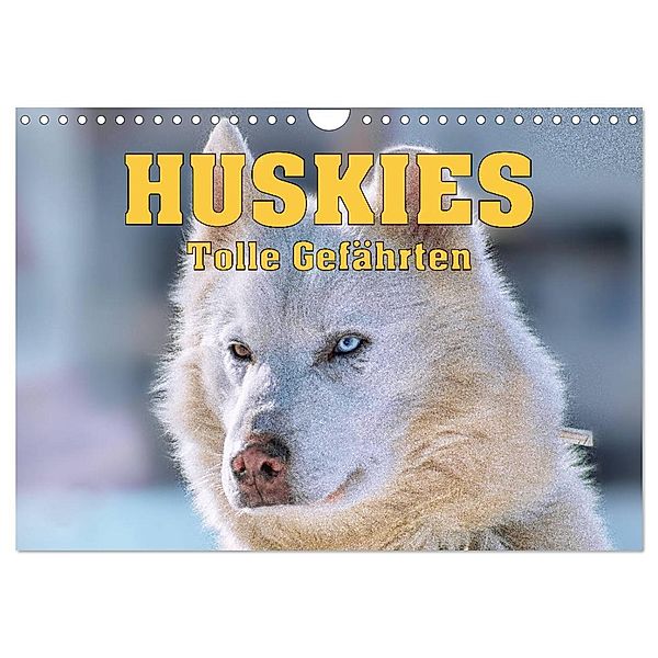 Huskies - Tolle Gefährten (Wandkalender 2024 DIN A4 quer), CALVENDO Monatskalender, Liselotte Brunner-Klaus