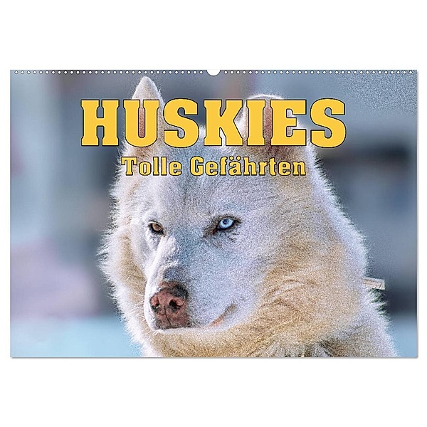 Huskies - Tolle Gefährten (Wandkalender 2025 DIN A2 quer), CALVENDO Monatskalender, Calvendo, Liselotte Brunner-Klaus