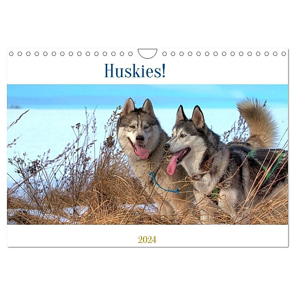 Huskies! (Wandkalender 2024 DIN A4 quer), CALVENDO Monatskalender, Calvendo, Jens Kalanke