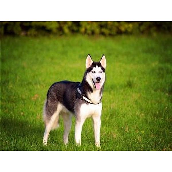 Husky - 1.000 Teile (Puzzle)