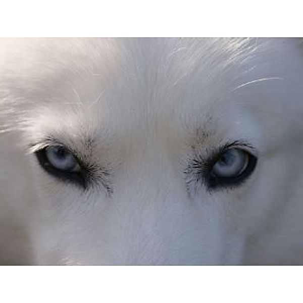 Husky - 2.000 Teile (Puzzle)