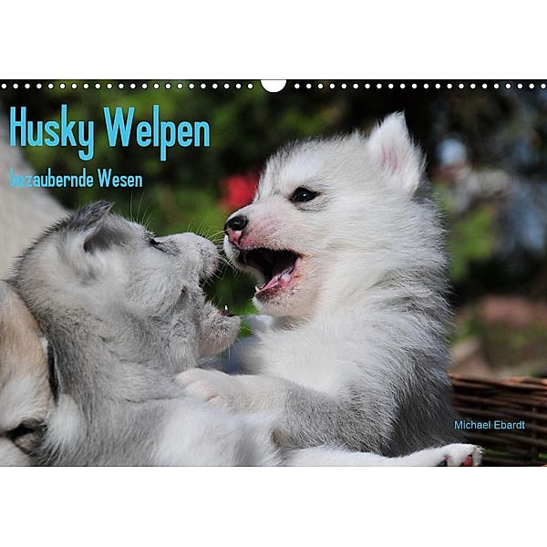 Husky Welpen (Wandkalender 2021 DIN A3 quer), Michael Ebardt