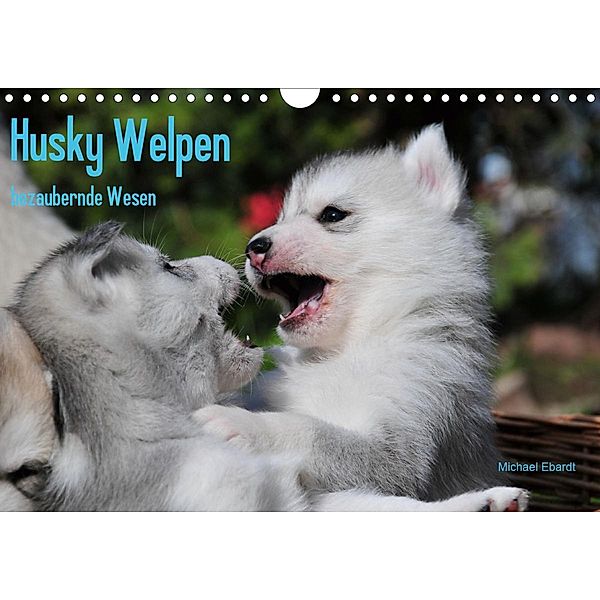 Husky Welpen (Wandkalender 2021 DIN A4 quer), Michael Ebardt