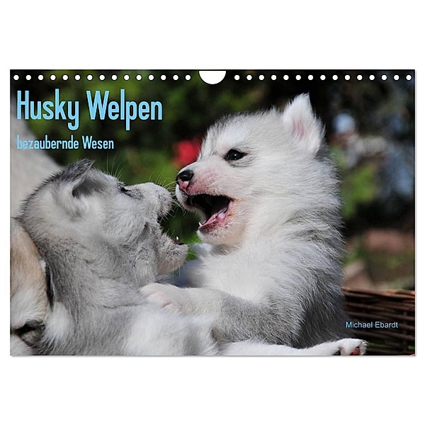 Husky Welpen (Wandkalender 2024 DIN A4 quer), CALVENDO Monatskalender, Michael Ebardt