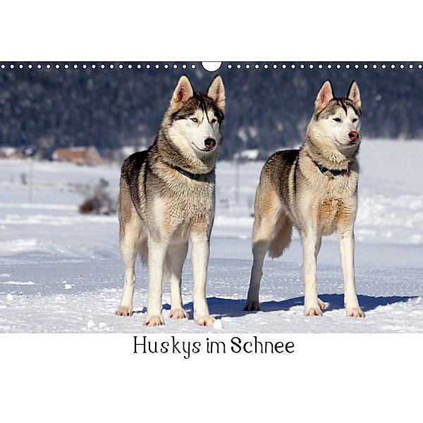 Huskys im Schnee (Wandkalender 2019 DIN A3 quer), Katrin Zeller