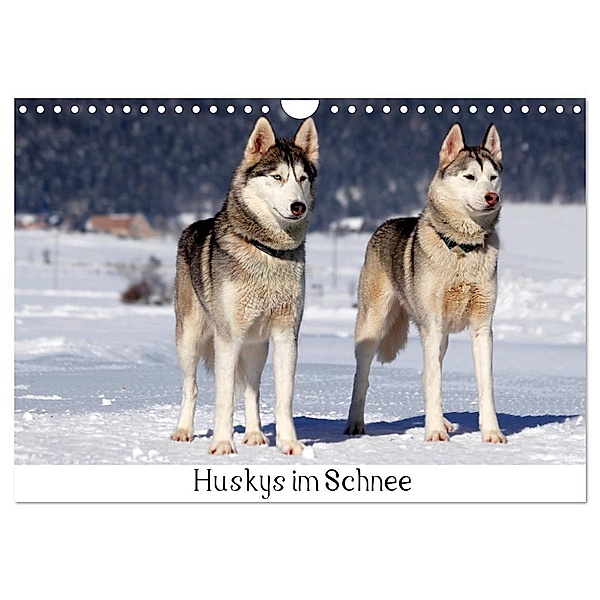 Huskys im Schnee (Wandkalender 2024 DIN A4 quer), CALVENDO Monatskalender, Katrin Zeller & Christian Kiedy