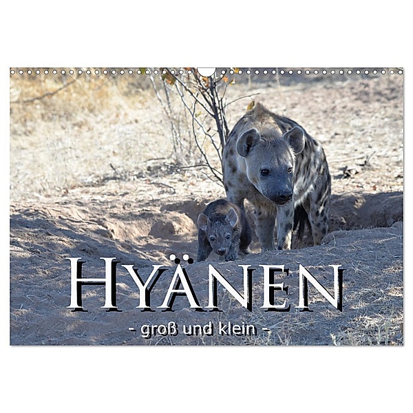 Hyänen - groß und klein (Wandkalender 2024 DIN A3 quer), CALVENDO Monatskalender, Robert Styppa