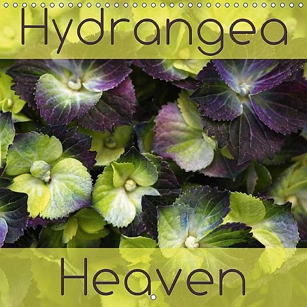 Hydrangea Heaven (Wall Calendar 2017 300 × 300 mm Square), Martina Cross