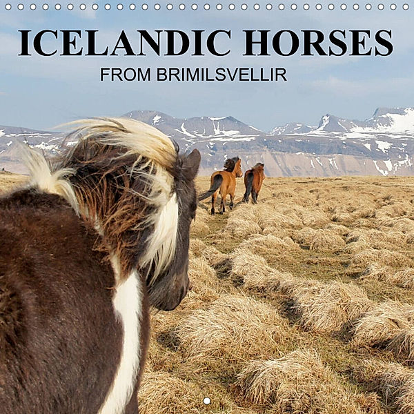 ICELANDIC HORSES from BRIMILSVELLIR (Wall Calendar 2023 300 × 300 mm Square), Jutta Albert