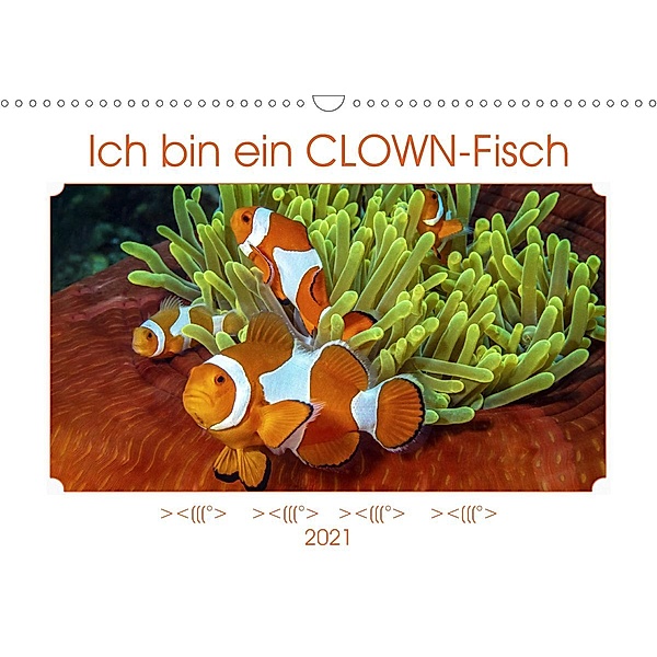 Ich bin ein CLOWN-Fisch (Wandkalender 2021 DIN A3 quer), Dieter Gödecke