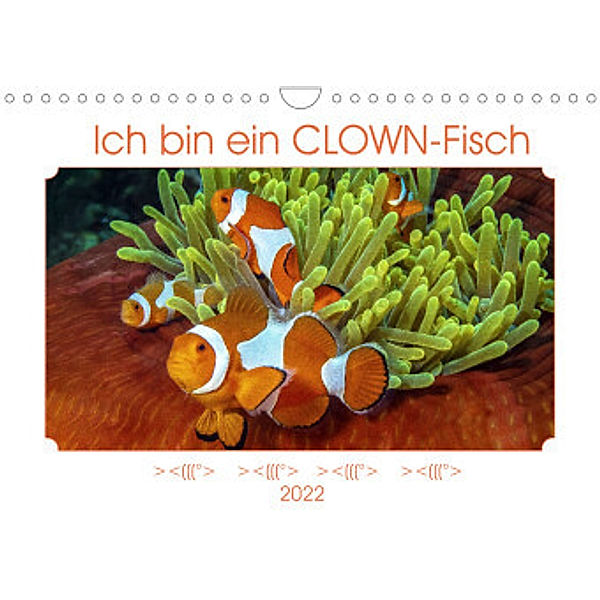 Ich bin ein CLOWN-Fisch (Wandkalender 2022 DIN A4 quer), Dieter Gödecke