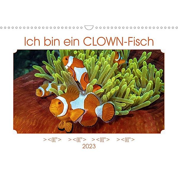 Ich bin ein CLOWN-Fisch (Wandkalender 2023 DIN A3 quer), Dieter Gödecke