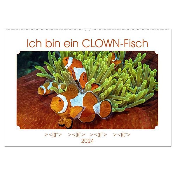 Ich bin ein CLOWN-Fisch (Wandkalender 2024 DIN A2 quer), CALVENDO Monatskalender, Dieter Gödecke