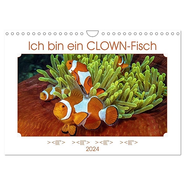 Ich bin ein CLOWN-Fisch (Wandkalender 2024 DIN A4 quer), CALVENDO Monatskalender, Dieter Gödecke