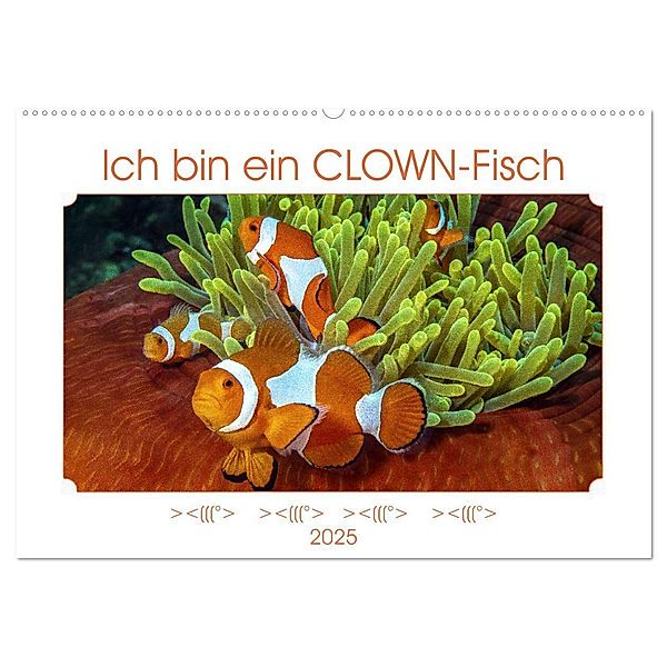 Ich bin ein CLOWN-Fisch (Wandkalender 2025 DIN A2 quer), CALVENDO Monatskalender, Calvendo, Dieter Gödecke