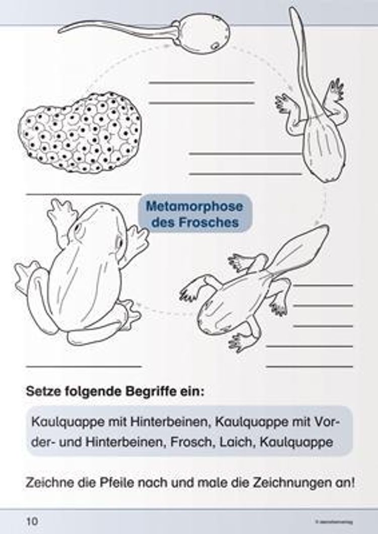 Ich kenne den Frosch - Lebenszyklus Buch bestellen - Weltbild.de