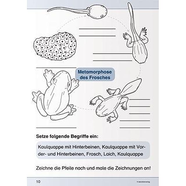 Ich kenne den Frosch - Lebenszyklus Buch bestellen - Weltbild.de