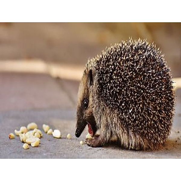 Igel - 200 Teile (Puzzle)