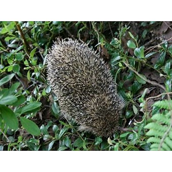 Igel - 500 Teile (Puzzle)