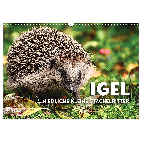 Igel - Niedliche kleine Stachelritter (Wandkalender 2024 DIN A3 quer), CALVENDO Monatskalender, SF