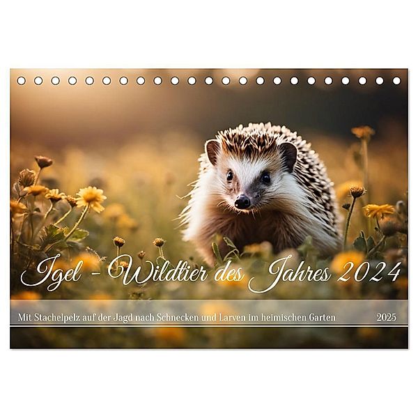 Igel - Wildtier des Jahres 2024 (Tischkalender 2025 DIN A5 quer), CALVENDO Monatskalender, Calvendo, Claudia Kleemann