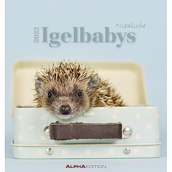 Igelbabys 2022 - Postkartenkalender 16x17 cm - Baby Hedgehogs - zum Aufstellen oder Aufhängen - Geschenk-Idee - Tierkalender - Gadget