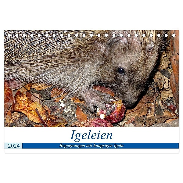 Igeleien - Begegnungen mit hungrigen Igeln (Tischkalender 2024 DIN A5 quer), CALVENDO Monatskalender, Henning von Löwis of Menar