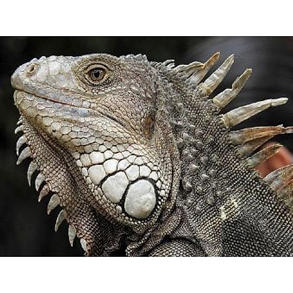 Iguana - 2.000 Teile (Puzzle)