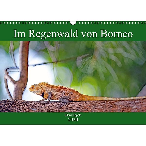 Im Regenwald von Borneo (Wandkalender 2020 DIN A3 quer), Klaus Eppele