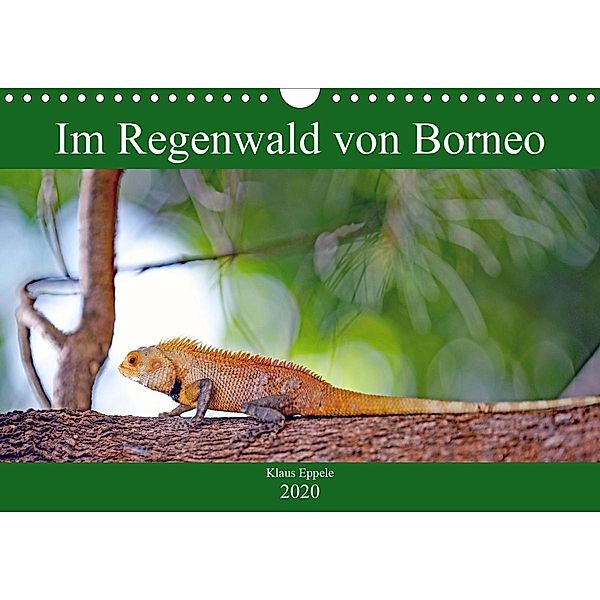 Im Regenwald von Borneo (Wandkalender 2020 DIN A4 quer), Klaus Eppele