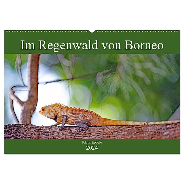 Im Regenwald von Borneo (Wandkalender 2024 DIN A2 quer), CALVENDO Monatskalender, Klaus Eppele