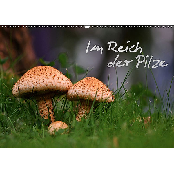 Im Reich der Pilze (Wandkalender 2019 DIN A2 quer), N N