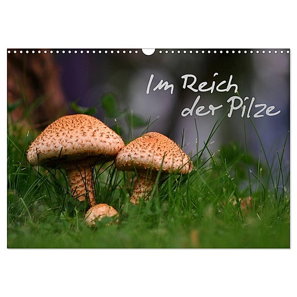 Im Reich der Pilze (Wandkalender 2024 DIN A3 quer), CALVENDO Monatskalender, Calvendo